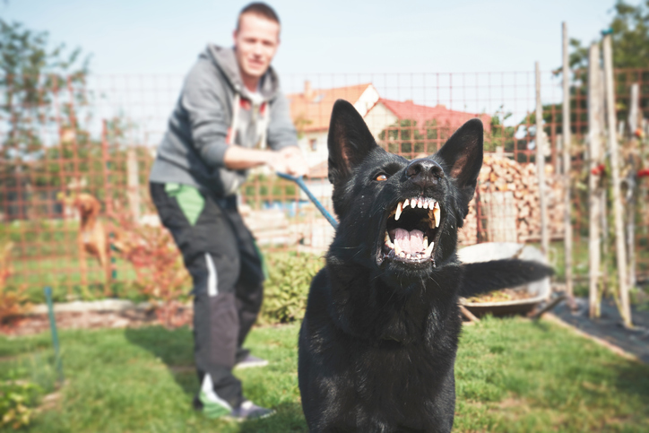 dog bite attack
